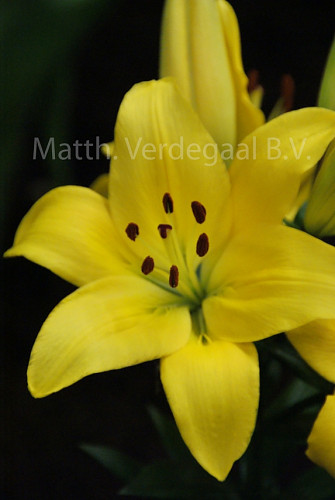 Lilium Leola