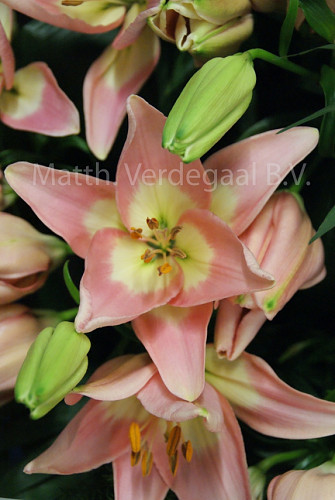 Lilium Njoyz