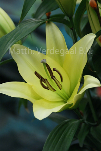 Lilium Outback