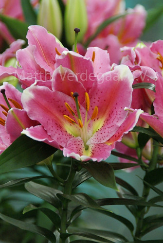 Lilium Reeleeze