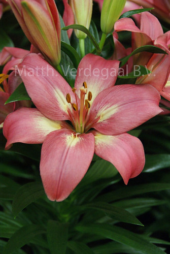 Lilium Rozalynn