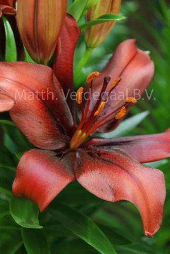 Lilium Salinero