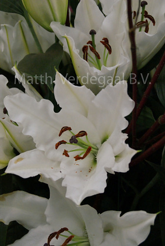 Lilium Sisto
