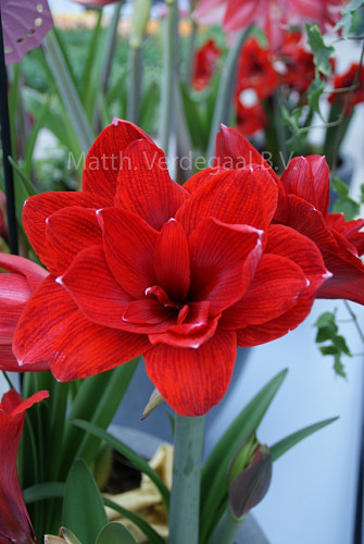 Amaryllis Double Dragon