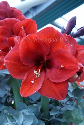 Amaryllis Ferrari