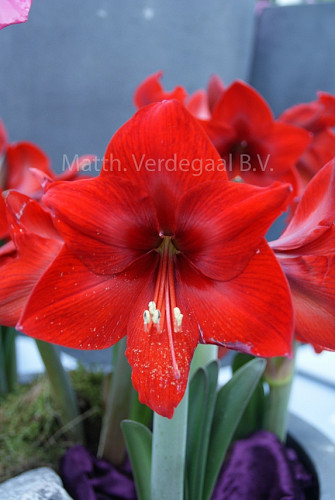 Amaryllis Floris Hekker