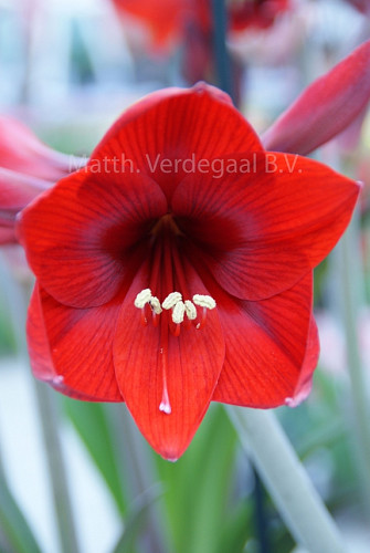 Amaryllis Rapido