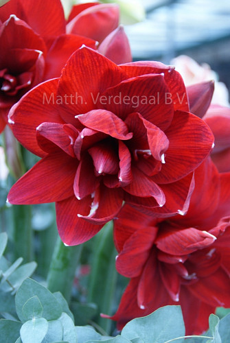 Amaryllis Red Glory
