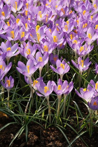 Crocus Barr\'s Purple