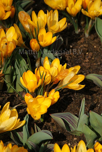 Crocus Grand Yellow