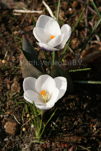 Crocus Prins Claus