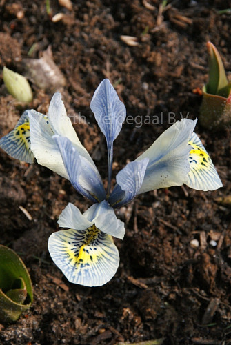 Iris Katarina Hodgekin