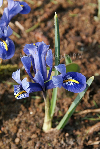 Iris Reticulata Harmony
