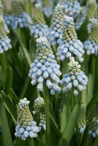 Muscari Blue Magic