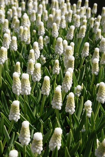 Muscari Siberian Tiger
