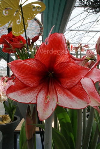 Amaryllis Charisma r