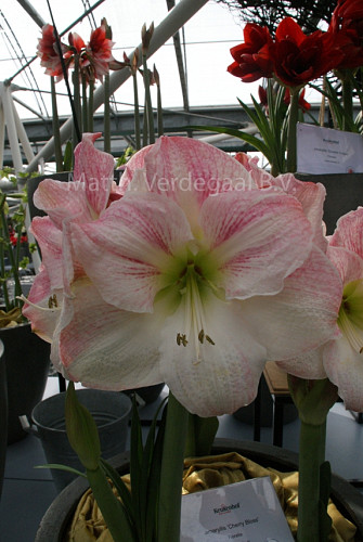 Amaryllis Cherry Blos