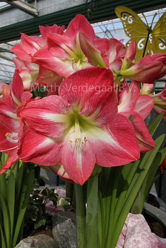 Amaryllis Exposure