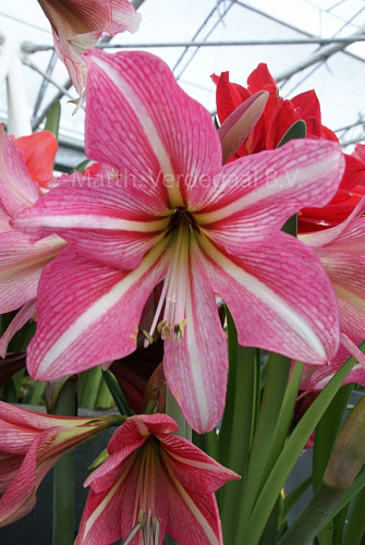 Amaryllis Moscow