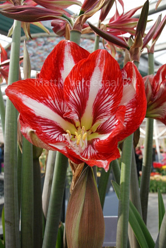 Amaryllis Quitto