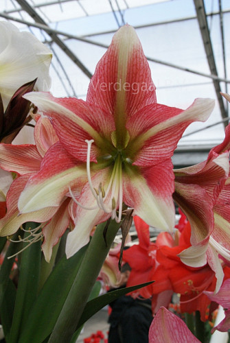 Amaryllis Ruby Star