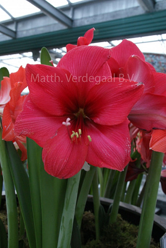 Amaryllis Stripped Echo