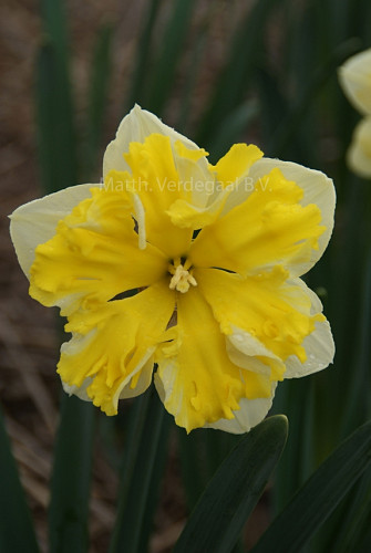 Narcissus Banana Splash