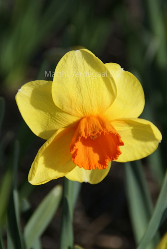 Narcissus Loveday