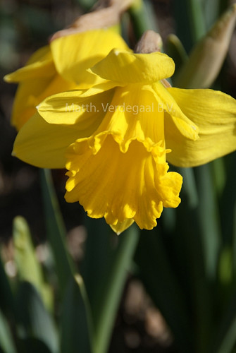 Narcissus Marieke