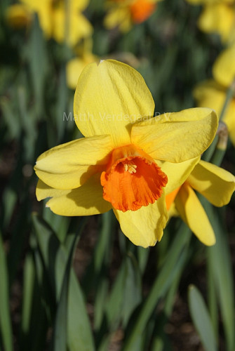 Narcissus Monal