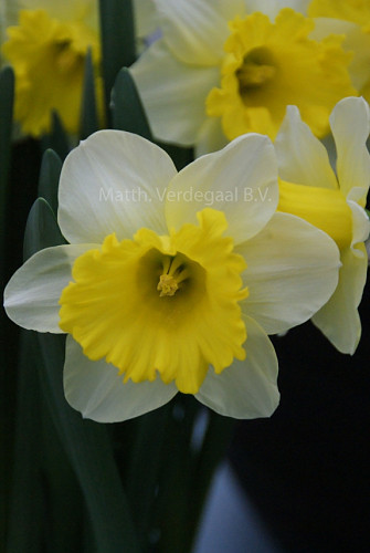 Narcissus Attraction