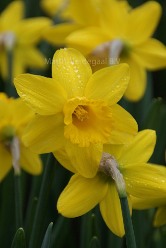 Narcissus Golden Regency