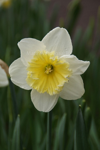 Narcissus Ice Follies
