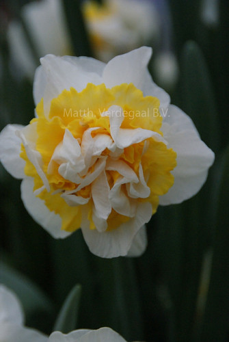 Narcissus Westward