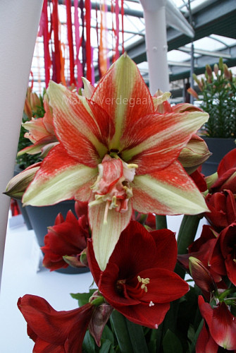 Amaryllis Bently