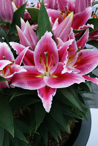 Lilium After Eight