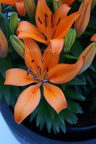 Lilium Orange Matrix