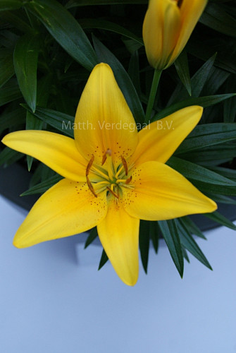 Lilium Tiny Bee