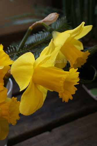 Narcissus Arkle