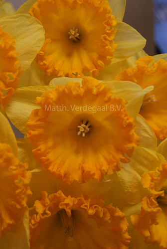 Narcissus Ferris Wheel