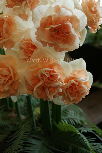 Narcissus Flower Surprice
