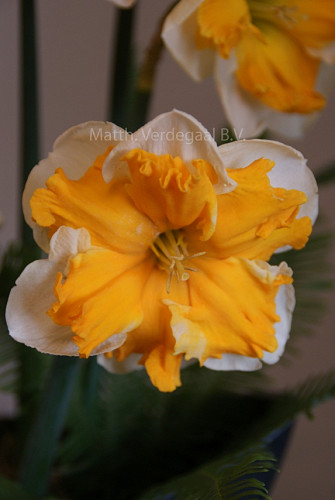 Narcissus Sovereign