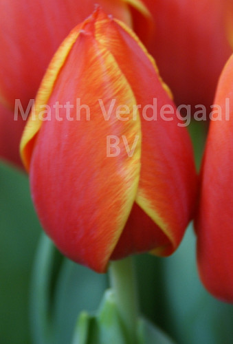 Tulipa Ad Rem