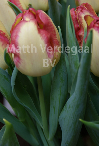 Tulipa Cape Town
