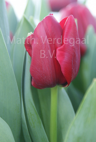 Tulipa Cincinnatie