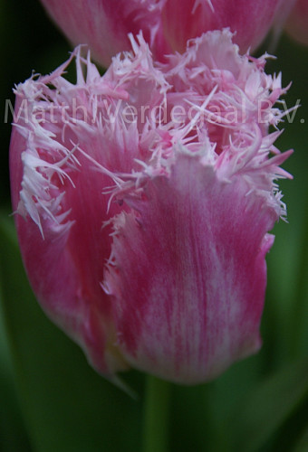 Tulipa Huis ten Bosch