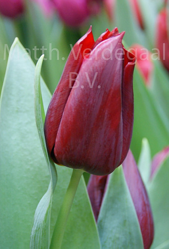 Tulipa Pallada