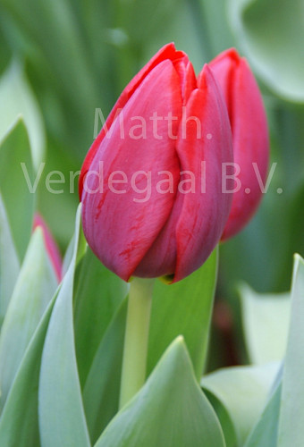 Tulipa Renegade