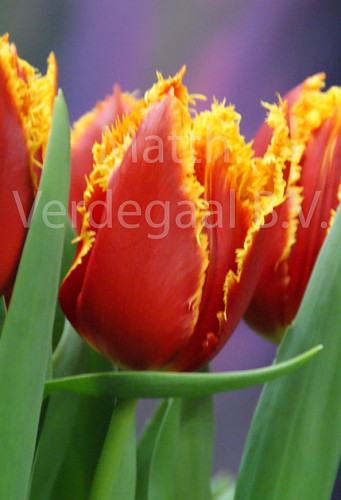 Tulipa Fabio