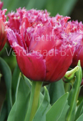 Tulipa Mascotte